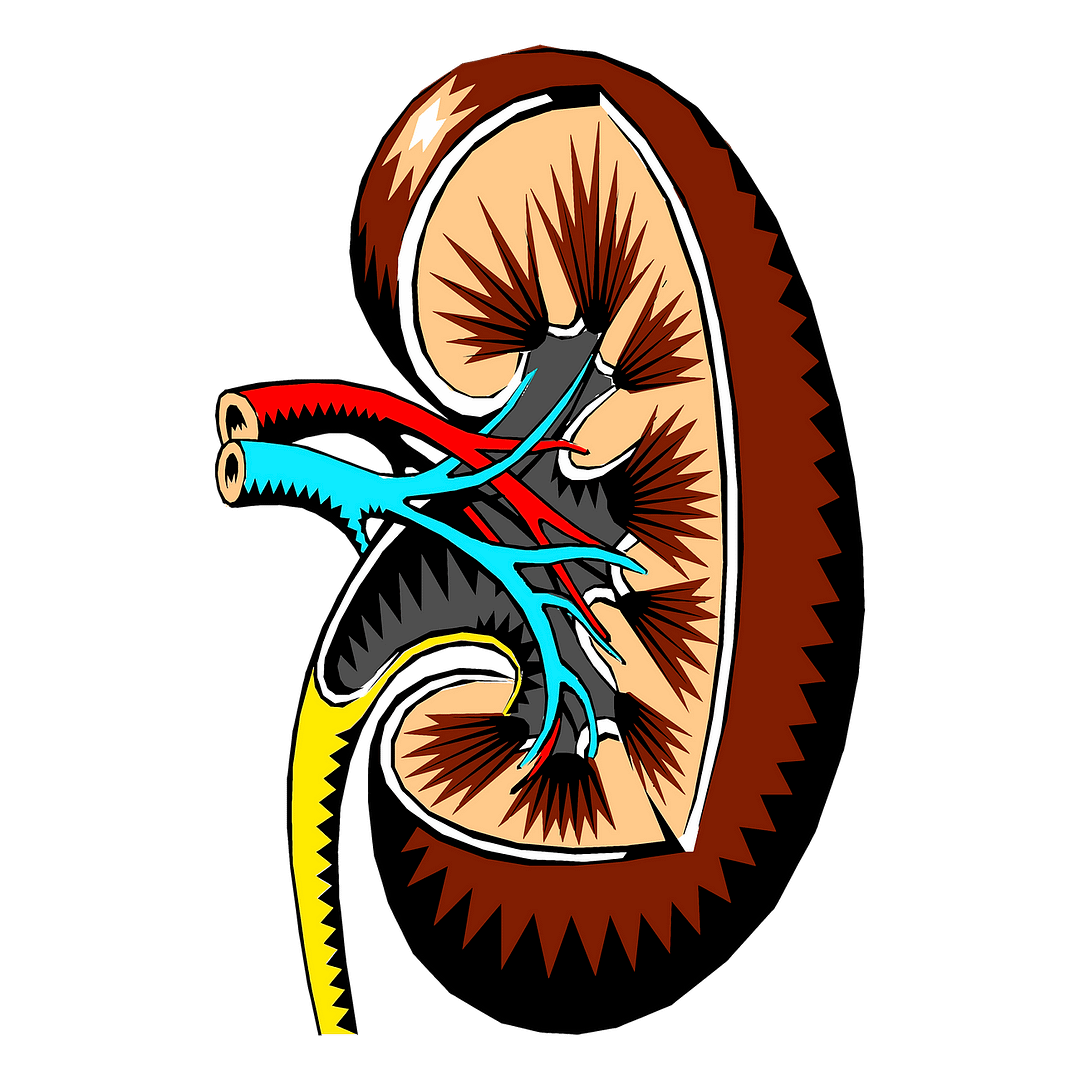 Kidney, organ png sticker, medical
