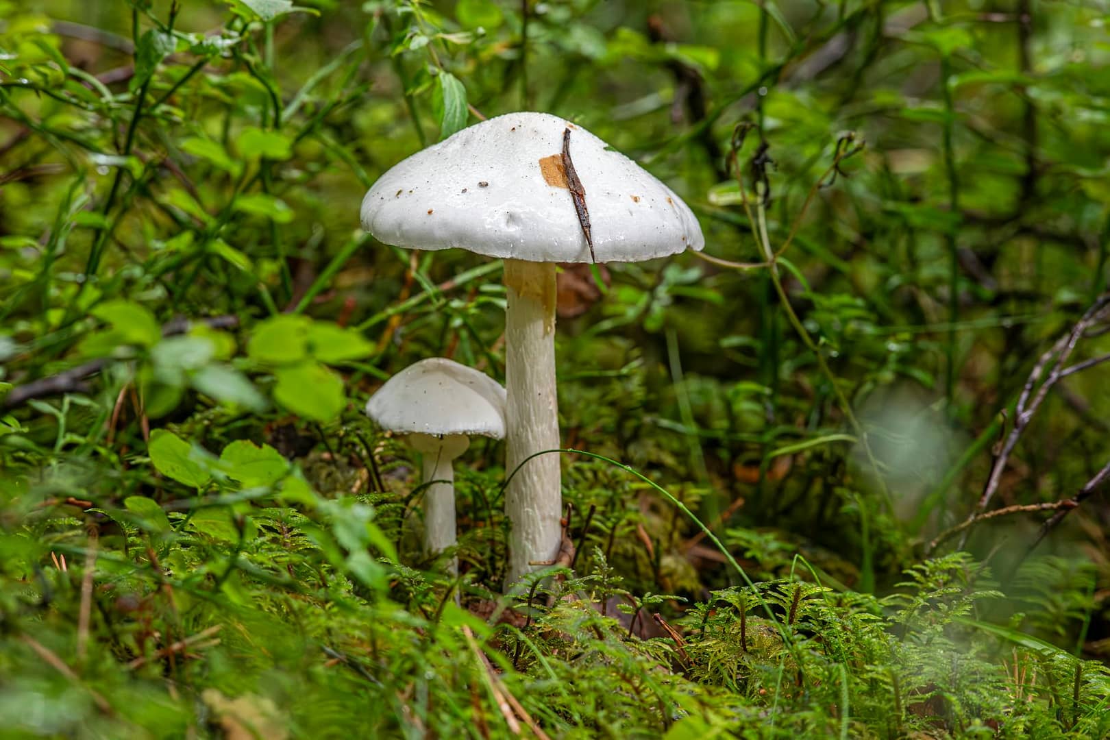a white mushroom in the middle of a green forest