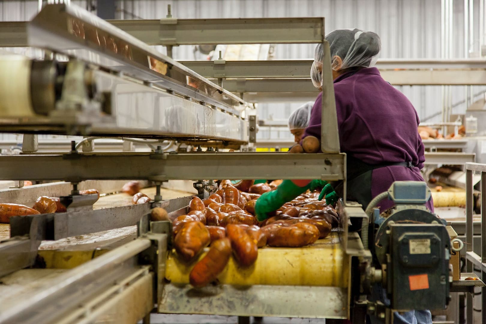 Conflicts of interest in Australia -woman cleaning sweet potatoes