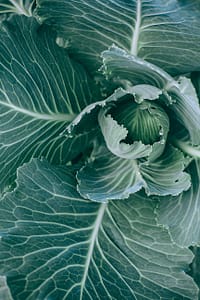 green cabbage growing in garden