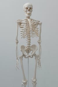 human skeleton model