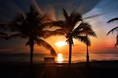 silhouette of trees