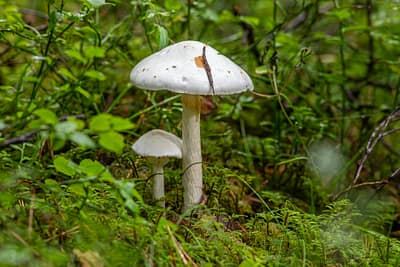 a white mushroom in the middle of a green forest